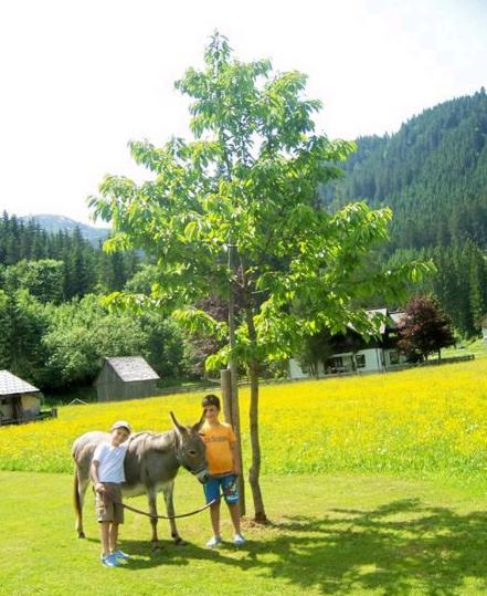 Gasthof Gosauschmied Hotel Екстериор снимка